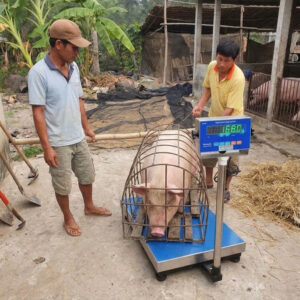 Cân bàn 300kh-500kg dùng cho trang trại heo chống nước, chốt số