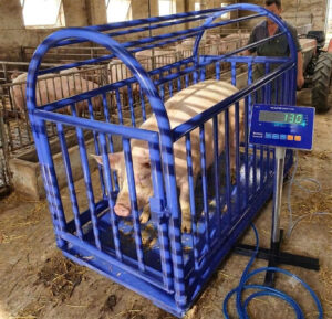 Cân heo 300kg, 500kg có lồng chốt số E600A