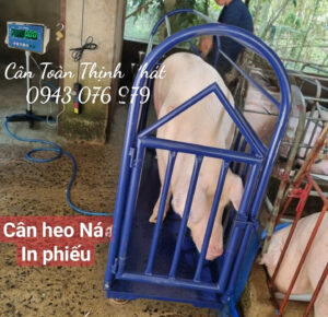 Cân heo nái 1 con có lồng DS166SS