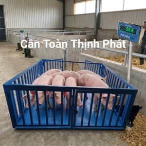 Cân heo nhiều con 4-5-6-8 conkích thước gia công theo yêu cầu